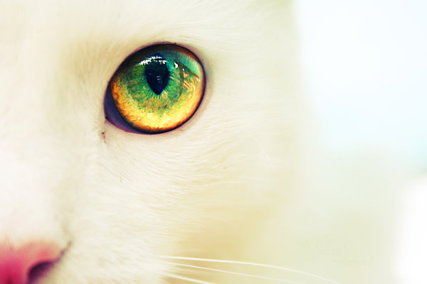 http://www.spore.com/static/avatar/227/088/395/The_cat_by_iCECREAMTRUCKFUCK.jpg