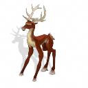 Barasingha